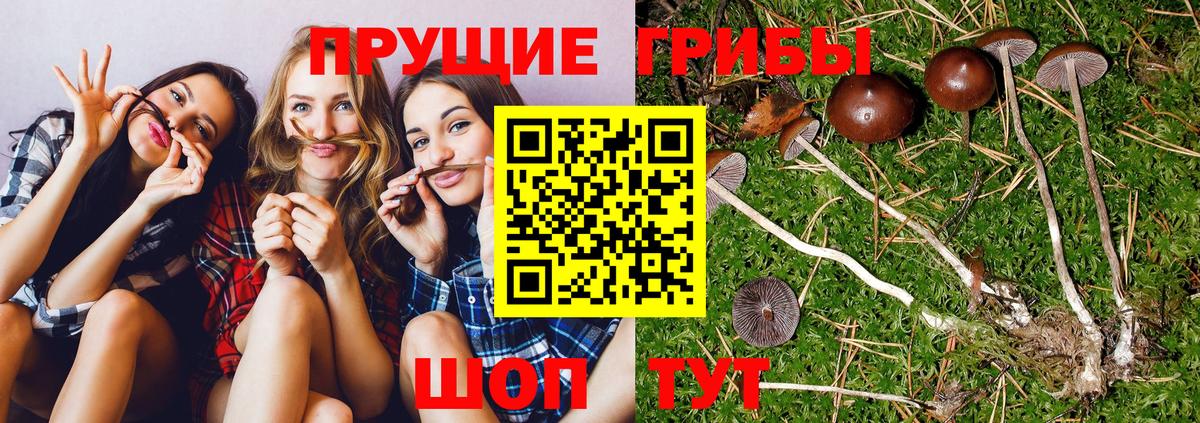 Галлюциногенные грибы GOLDEN TEACHER Можайск